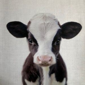 Baby cow picture portrait, new in box. OBO